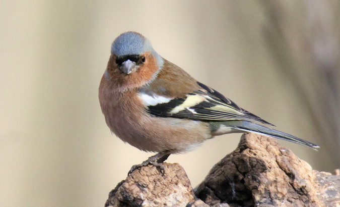 Observation des oiseaux en milieu urbain arboré